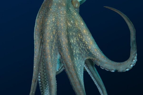 Kraken20at