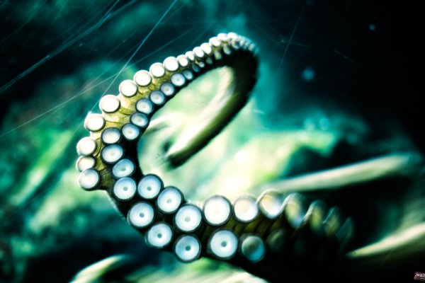 Kraken ссылка на сайт актуальная