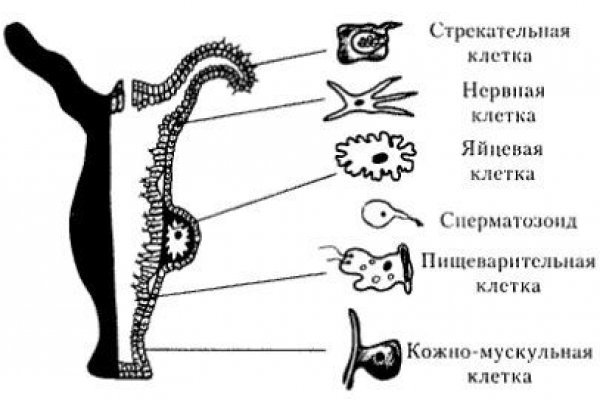 Kraken наркотики сайт